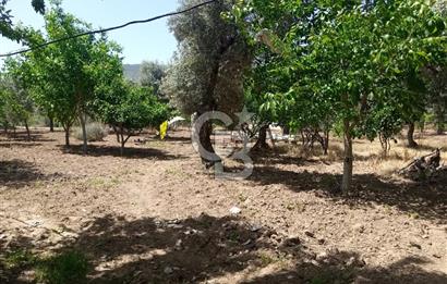  İZMİR TORBALI DAĞKIZILCA'DA DOĞAYLA İÇ İÇE YATIRIMLIK ZEYTİNLİK