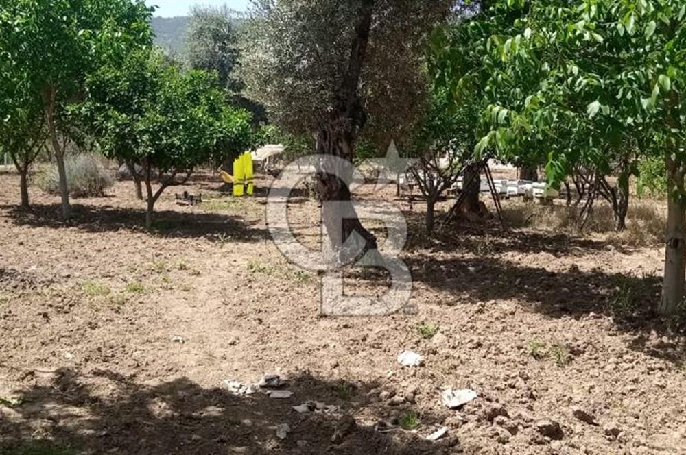  İZMİR TORBALI DAĞKIZILCA'DA DOĞAYLA İÇ İÇE YATIRIMLIK ZEYTİNLİK