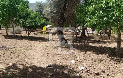 İZMİR TORBALI DAĞKIZILCA'DA DOĞAYLA İÇ İÇE YATIRIMLIK ZEYTİNLİK