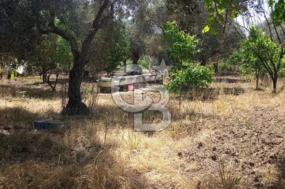 İZMİR TORBALI DAĞKIZILCA'DA DOĞAYLA İÇ İÇE YATIRIMLIK ZEYTİNLİK