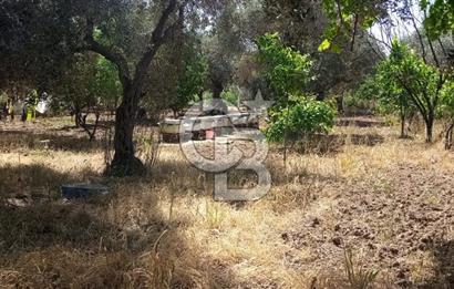  İZMİR TORBALI DAĞKIZILCA'DA DOĞAYLA İÇ İÇE YATIRIMLIK ZEYTİNLİK