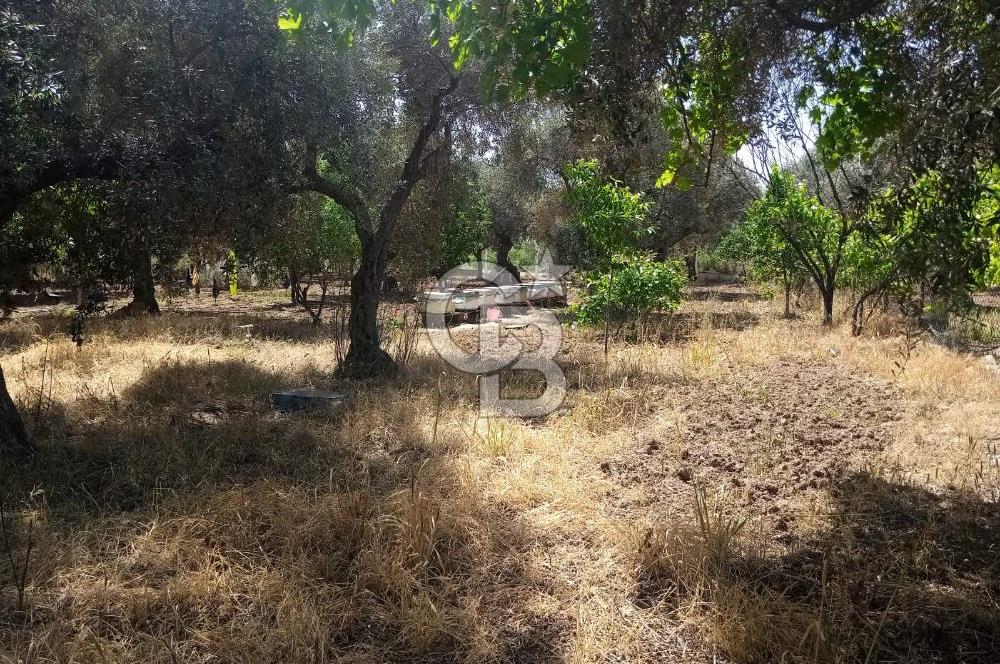  İZMİR TORBALI DAĞKIZILCA'DA DOĞAYLA İÇ İÇE YATIRIMLIK ZEYTİNLİK