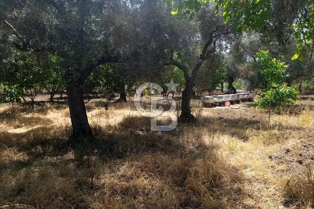  İZMİR TORBALI DAĞKIZILCA'DA DOĞAYLA İÇ İÇE YATIRIMLIK ZEYTİNLİK