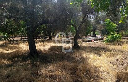  İZMİR TORBALI DAĞKIZILCA'DA DOĞAYLA İÇ İÇE YATIRIMLIK ZEYTİNLİK