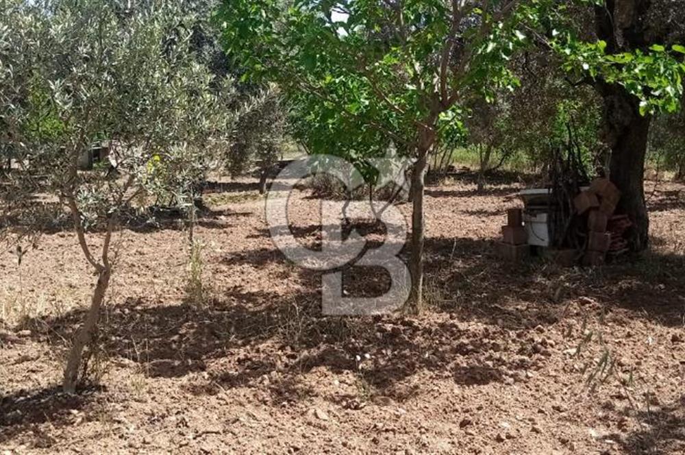  İZMİR TORBALI DAĞKIZILCA'DA DOĞAYLA İÇ İÇE YATIRIMLIK ZEYTİNLİK