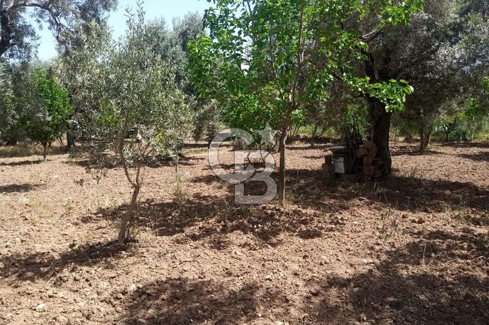  İZMİR TORBALI DAĞKIZILCA'DA DOĞAYLA İÇ İÇE YATIRIMLIK ZEYTİNLİK