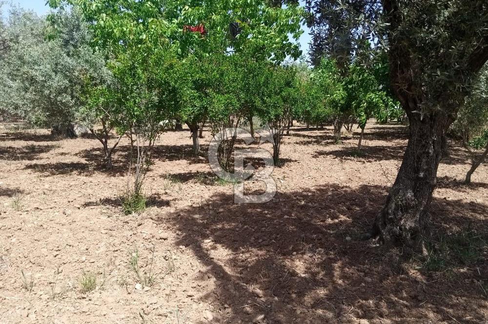  İZMİR TORBALI DAĞKIZILCA'DA DOĞAYLA İÇ İÇE YATIRIMLIK ZEYTİNLİK