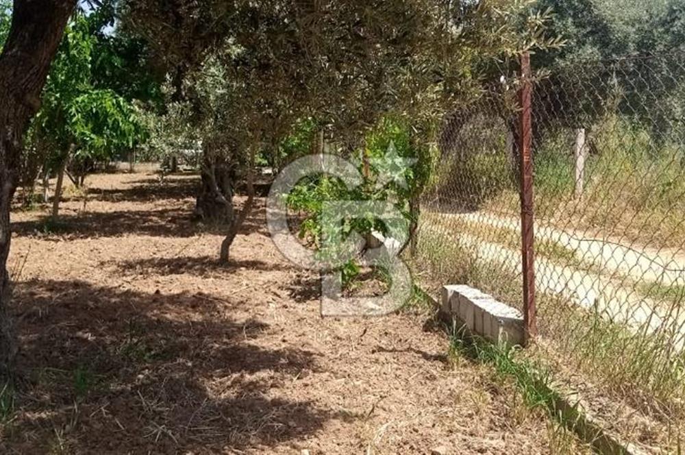 İZMİR TORBALI DAĞKIZILCA'DA DOĞAYLA İÇ İÇE YATIRIMLIK ZEYTİNLİK