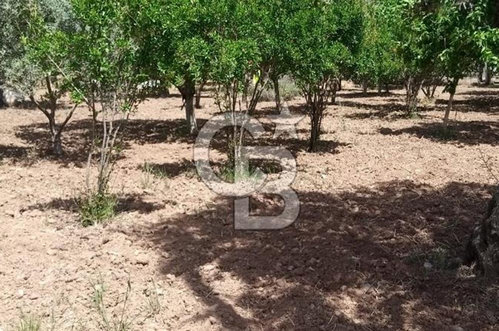  İZMİR TORBALI DAĞKIZILCA'DA DOĞAYLA İÇ İÇE YATIRIMLIK ZEYTİNLİK