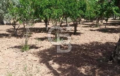  İZMİR TORBALI DAĞKIZILCA'DA DOĞAYLA İÇ İÇE YATIRIMLIK ZEYTİNLİK