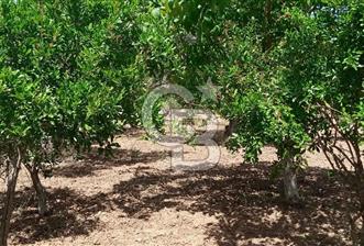  İZMİR TORBALI DAĞKIZILCA'DA DOĞAYLA İÇ İÇE YATIRIMLIK ZEYTİNLİK