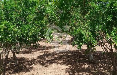  İZMİR TORBALI DAĞKIZILCA'DA DOĞAYLA İÇ İÇE YATIRIMLIK ZEYTİNLİK