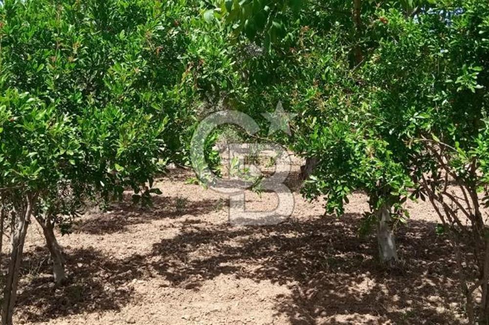  İZMİR TORBALI DAĞKIZILCA'DA DOĞAYLA İÇ İÇE YATIRIMLIK ZEYTİNLİK