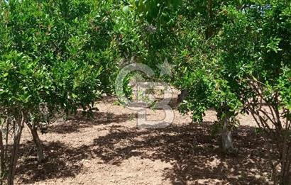  İZMİR TORBALI DAĞKIZILCA'DA DOĞAYLA İÇ İÇE YATIRIMLIK ZEYTİNLİK