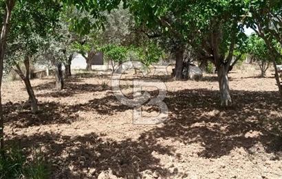  İZMİR TORBALI DAĞKIZILCA'DA DOĞAYLA İÇ İÇE YATIRIMLIK ZEYTİNLİK