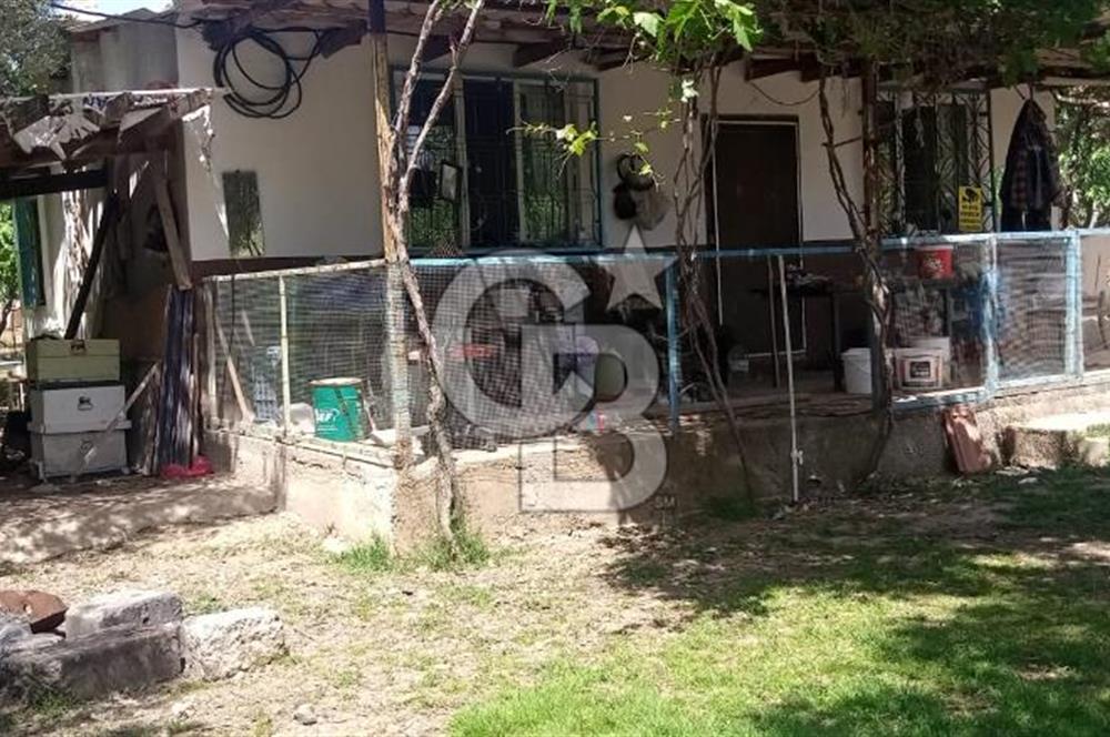  İZMİR TORBALI DAĞKIZILCA'DA DOĞAYLA İÇ İÇE YATIRIMLIK ZEYTİNLİK