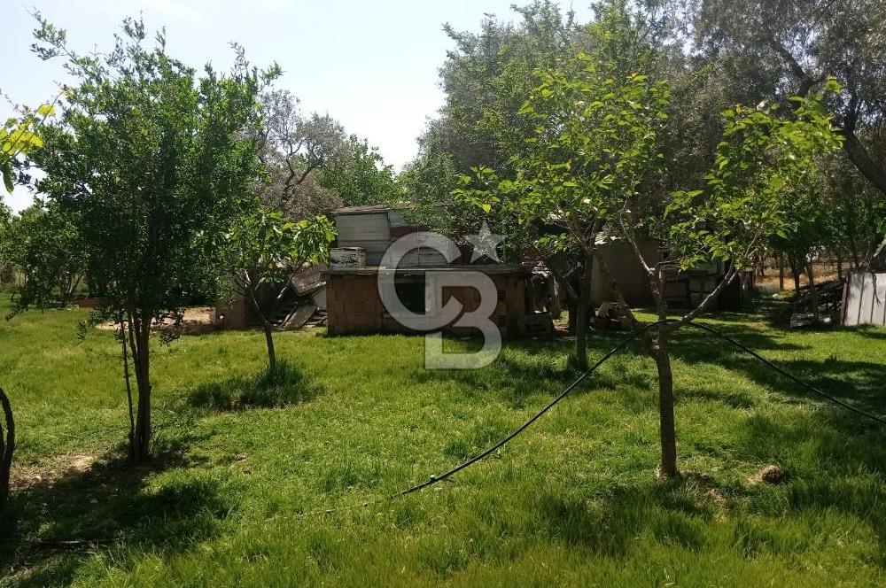  İZMİR TORBALI DAĞKIZILCA'DA DOĞAYLA İÇ İÇE YATIRIMLIK ZEYTİNLİK