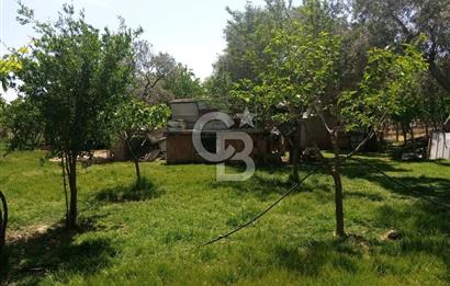  İZMİR TORBALI DAĞKIZILCA'DA DOĞAYLA İÇ İÇE YATIRIMLIK ZEYTİNLİK