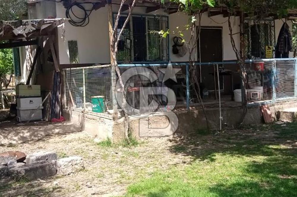  İZMİR TORBALI DAĞKIZILCA'DA DOĞAYLA İÇ İÇE YATIRIMLIK ZEYTİNLİK
