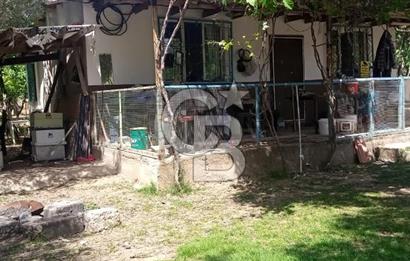 İZMİR TORBALI DAĞKIZILCA'DA DOĞAYLA İÇ İÇE YATIRIMLIK ZEYTİNLİK