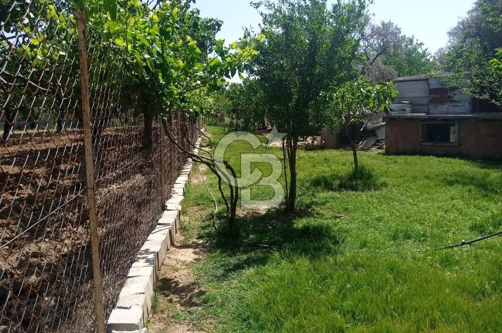  İZMİR TORBALI DAĞKIZILCA'DA DOĞAYLA İÇ İÇE YATIRIMLIK ZEYTİNLİK