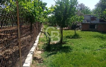  İZMİR TORBALI DAĞKIZILCA'DA DOĞAYLA İÇ İÇE YATIRIMLIK ZEYTİNLİK