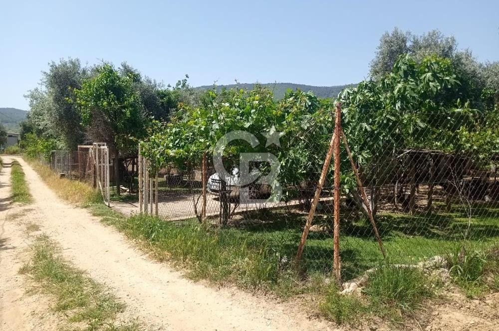  İZMİR TORBALI DAĞKIZILCA'DA DOĞAYLA İÇ İÇE YATIRIMLIK ZEYTİNLİK