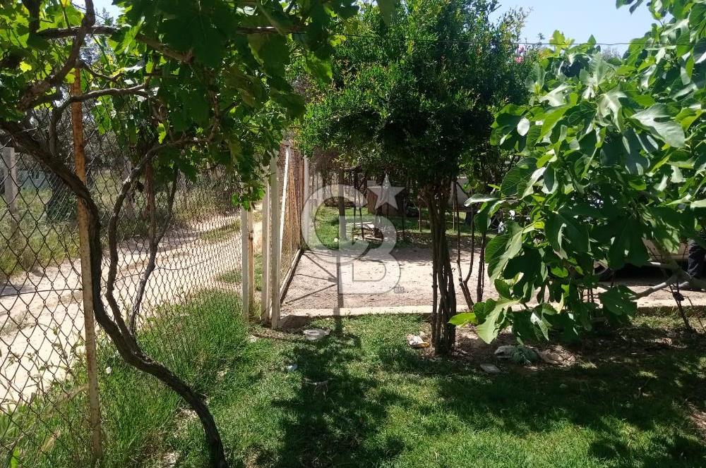  İZMİR TORBALI DAĞKIZILCA'DA DOĞAYLA İÇ İÇE YATIRIMLIK ZEYTİNLİK