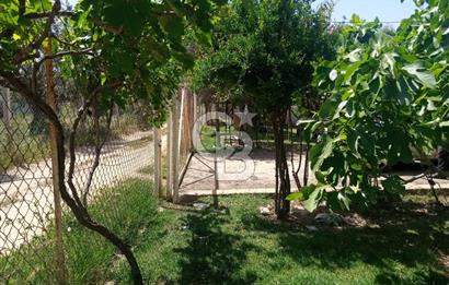  İZMİR TORBALI DAĞKIZILCA'DA DOĞAYLA İÇ İÇE YATIRIMLIK ZEYTİNLİK