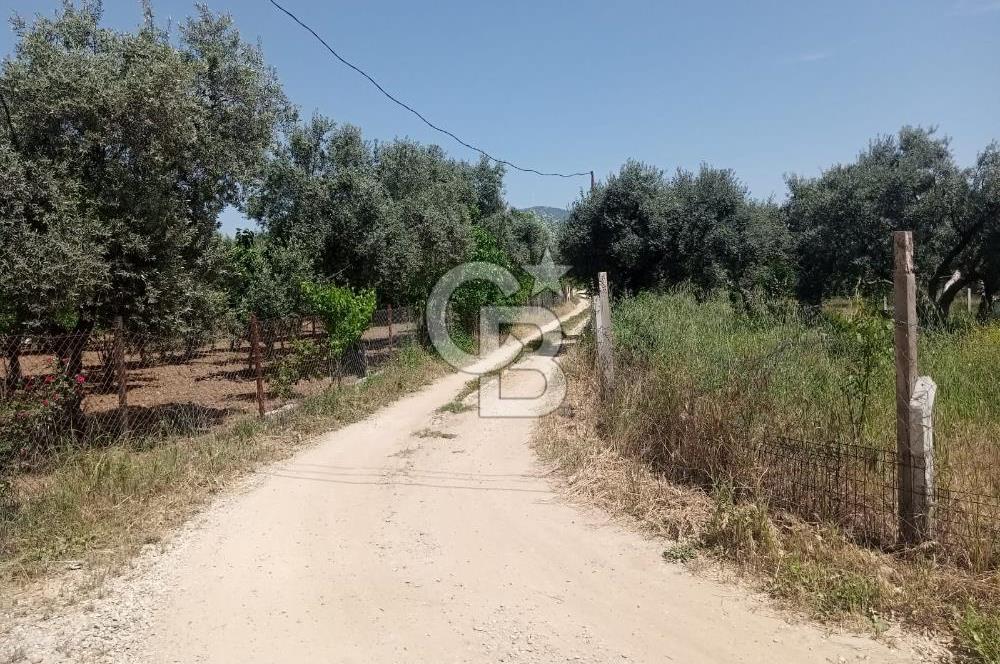  İZMİR TORBALI DAĞKIZILCA'DA DOĞAYLA İÇ İÇE YATIRIMLIK ZEYTİNLİK