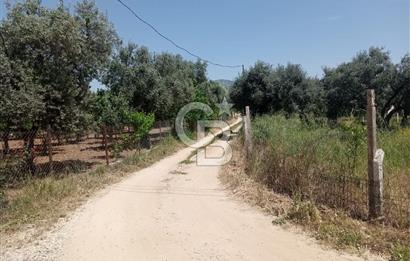  İZMİR TORBALI DAĞKIZILCA'DA DOĞAYLA İÇ İÇE YATIRIMLIK ZEYTİNLİK