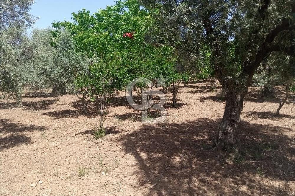  İZMİR TORBALI DAĞKIZILCA'DA DOĞAYLA İÇ İÇE YATIRIMLIK ZEYTİNLİK