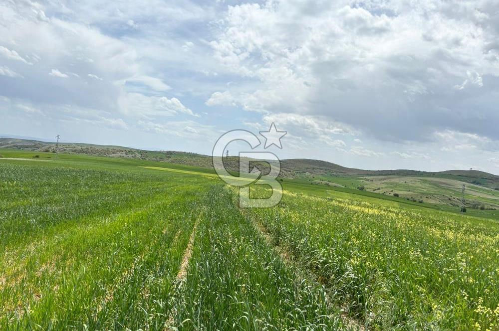 CB CİTİY'DEN ULUDERE MAHALLESİNDE ELEKTİRİĞİ OLAN SATILIK TARLA