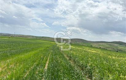 CB CİTİY'DEN ULUDERE MAHALLESİNDE ELEKTİRİĞİ OLAN SATILIK TARLA