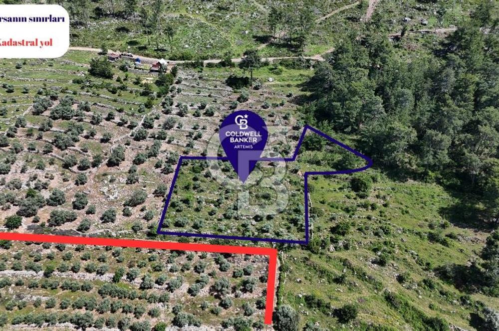 Bodrum Gökpınar Satılık Bakımlı Zeytinlik ve Tarla