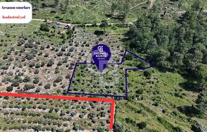 Bodrum Gökpınar Satılık Bakımlı Zeytinlik ve Tarla