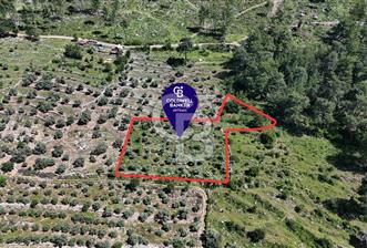 Bodrum Gökpınar Satılık Bakımlı Zeytinlik ve Tarla