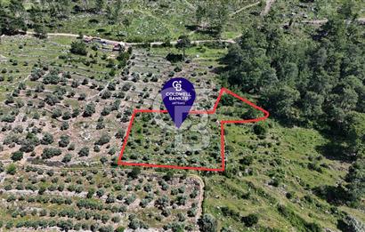 Bodrum Gökpınar Satılık Bakımlı Zeytinlik ve Tarla