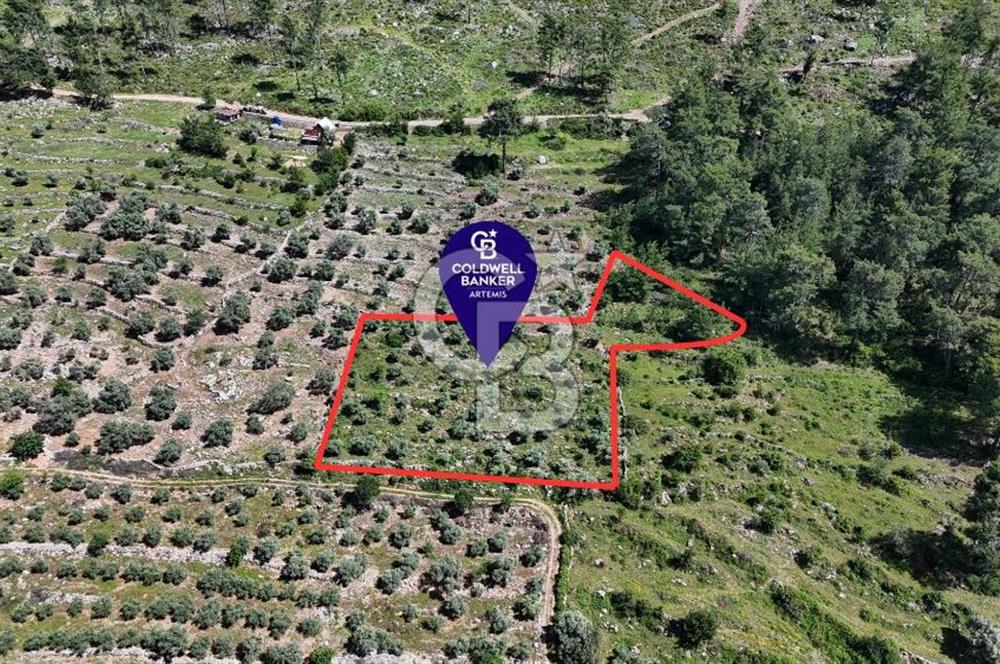 Bodrum Gökpınar Satılık Bakımlı Zeytinlik ve Tarla