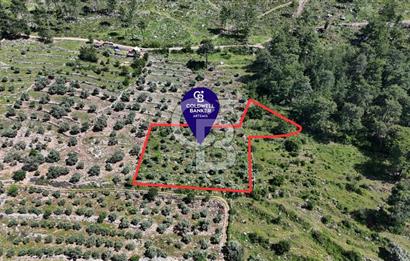 Bodrum Gökpınar Satılık Bakımlı Zeytinlik ve Tarla