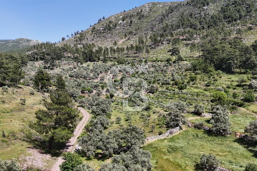 Bodrum Gökpınar Satılık Bakımlı Zeytinlik ve Tarla