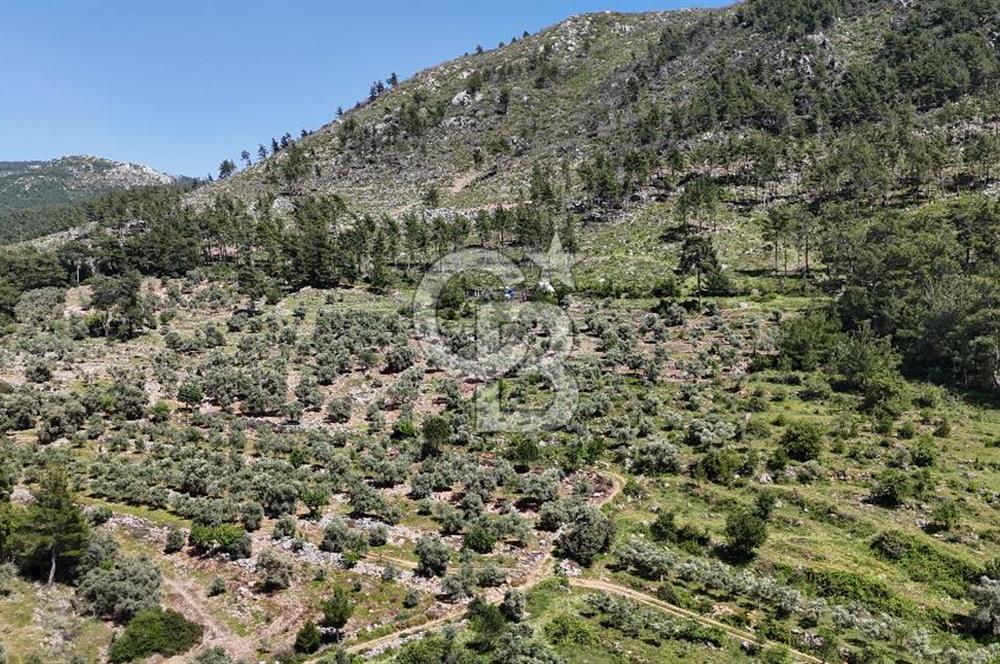 Bodrum Gökpınar Satılık Bakımlı Zeytinlik ve Tarla