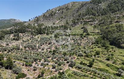 Bodrum Gökpınar Satılık Bakımlı Zeytinlik ve Tarla