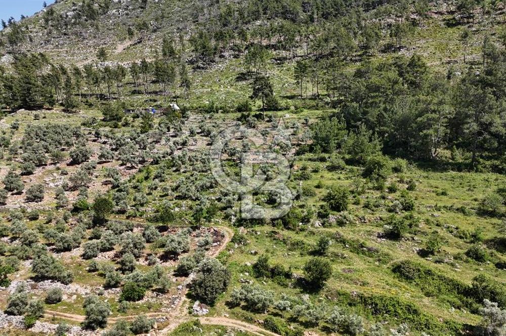 Bodrum Gökpınar Satılık Bakımlı Zeytinlik ve Tarla