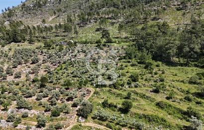 Bodrum Gökpınar Satılık Bakımlı Zeytinlik ve Tarla