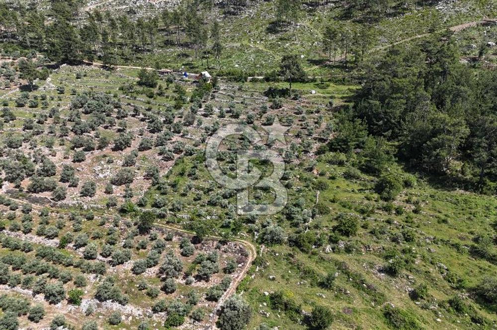 Bodrum Gökpınar Satılık Bakımlı Zeytinlik ve Tarla