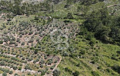 Bodrum Gökpınar Satılık Bakımlı Zeytinlik ve Tarla
