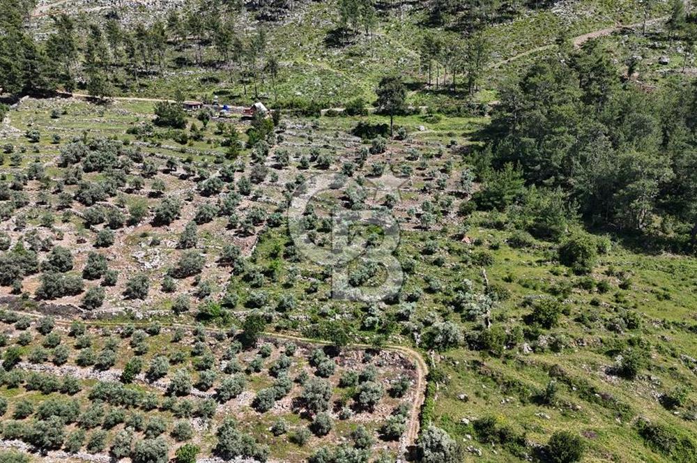 Bodrum Gökpınar Satılık Bakımlı Zeytinlik ve Tarla