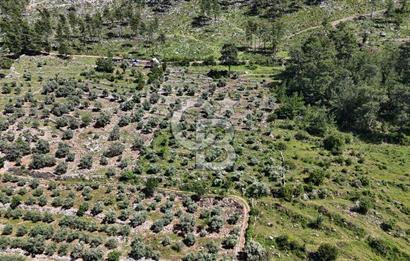 Bodrum Gökpınar Satılık Bakımlı Zeytinlik ve Tarla