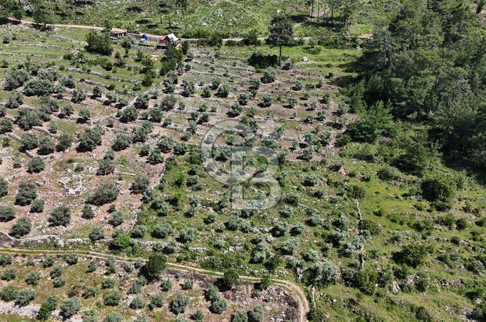 Bodrum Gökpınar Satılık Bakımlı Zeytinlik ve Tarla